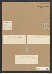 Diatomeae indet. (de-Toni-Nr.: Species 1559 ?) Zeichnungen Sammlung Grunow Nr. 3254 (NHMW-BOT-W0370730)
